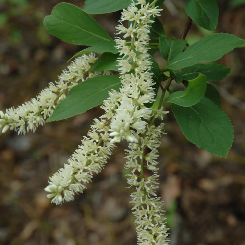 NetPS Plant Finder (www.netpsplantfinder.com)