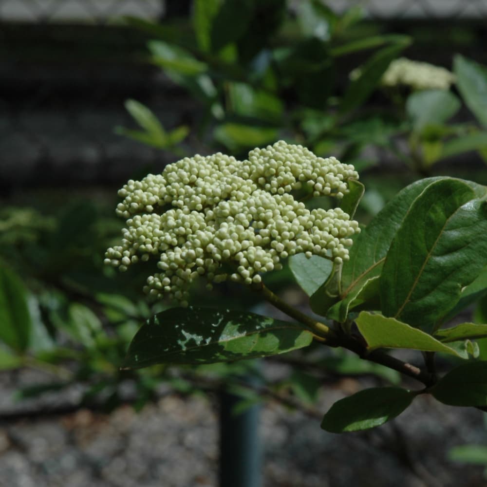 NetPS Plant Finder (www.netpsplantfinder.com)