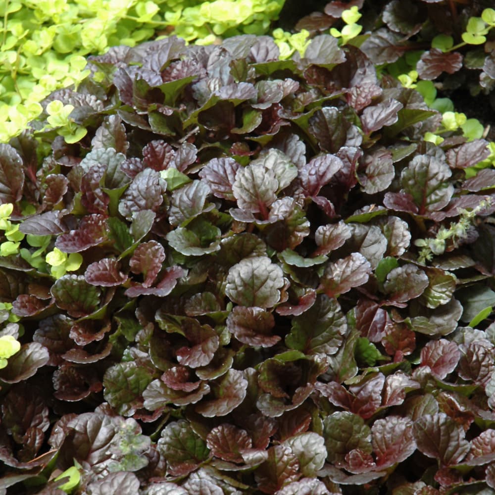 NetPS Plant Finder (www.netpsplantfinder.com)