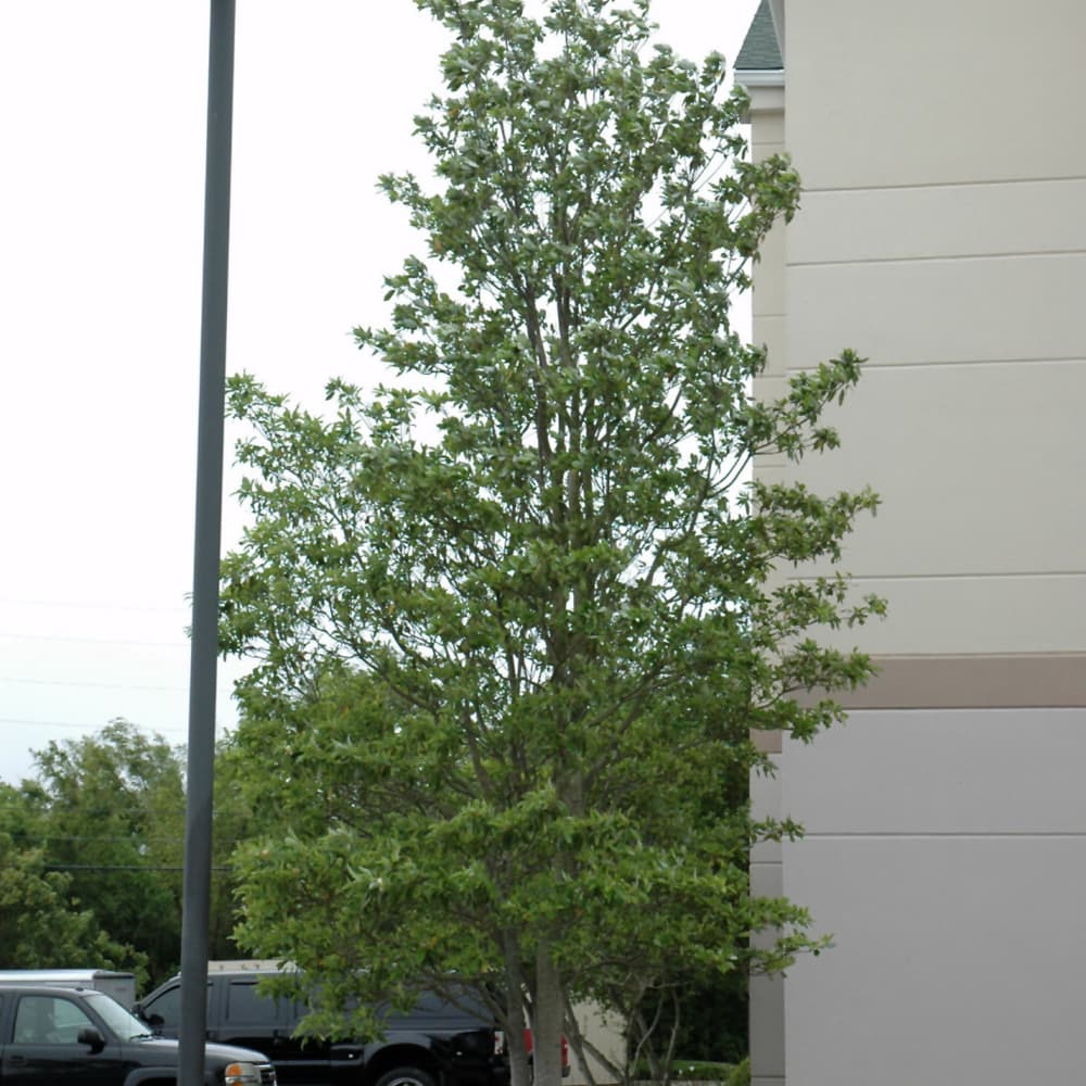 NetPS Plant Finder (www.netpsplantfinder.com)