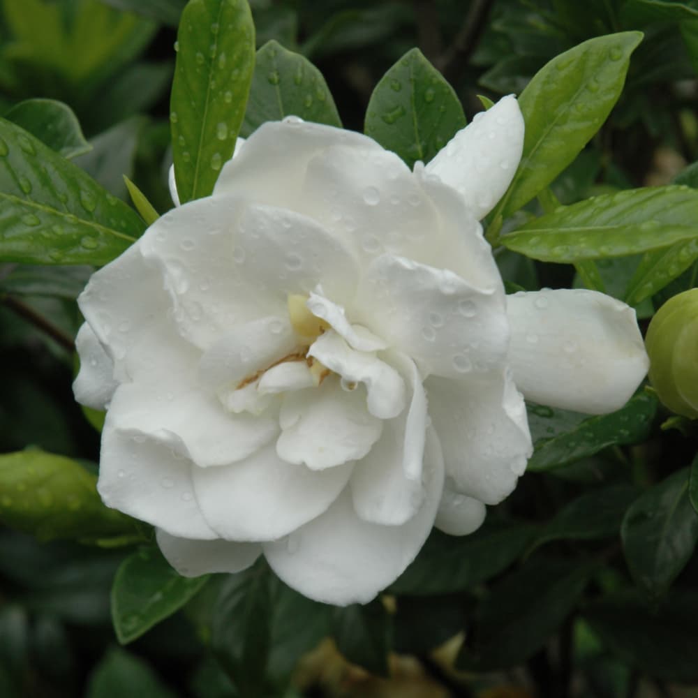 Gardenia August Beauty