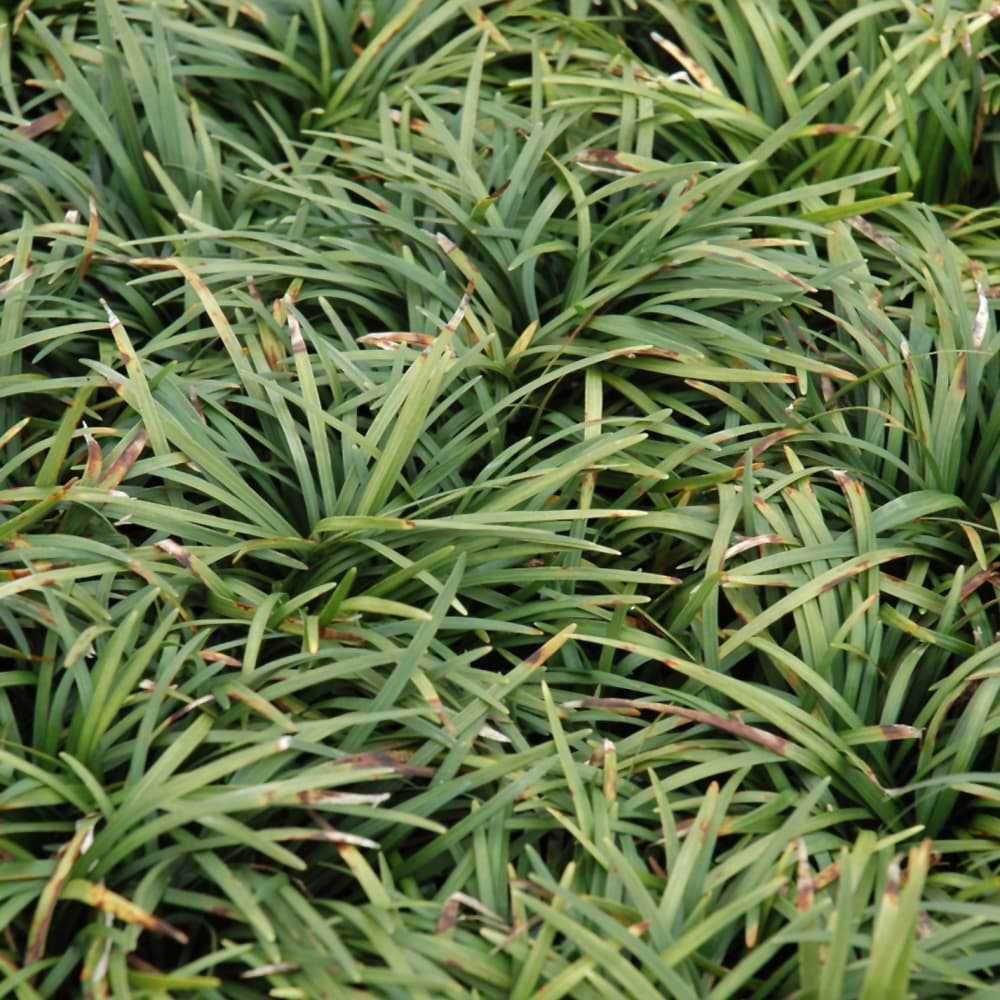 Grass Dwarf Mondo