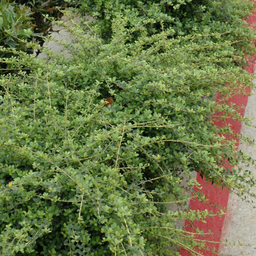 NetPS Plant Finder (www.netpsplantfinder.com)