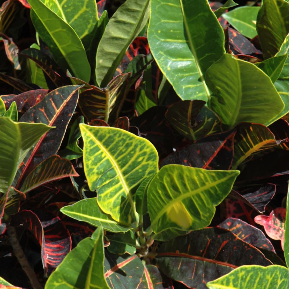 NetPS Plant Finder (www.netpsplantfinder.com)
