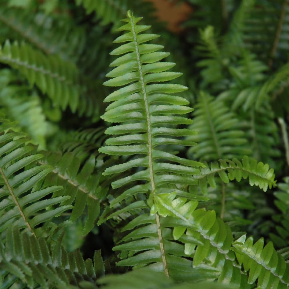 NetPS Plant Finder (www.netpsplantfinder.com)