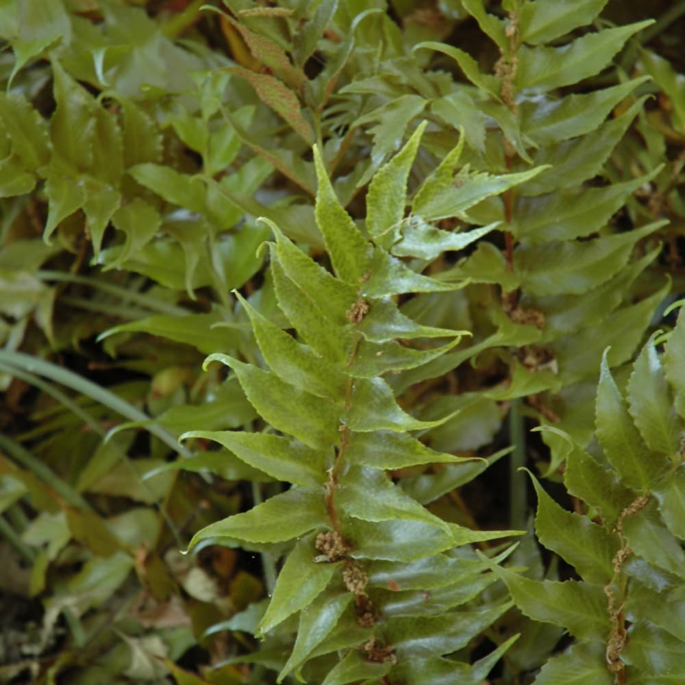 NetPS Plant Finder (www.netpsplantfinder.com)