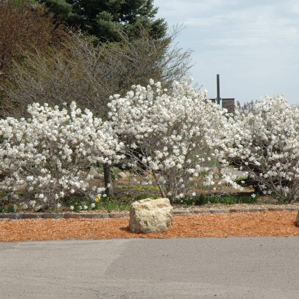 NetPS Plant Finder (www.netpsplantfinder.com)