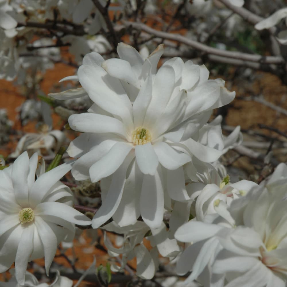 NetPS Plant Finder (www.netpsplantfinder.com)