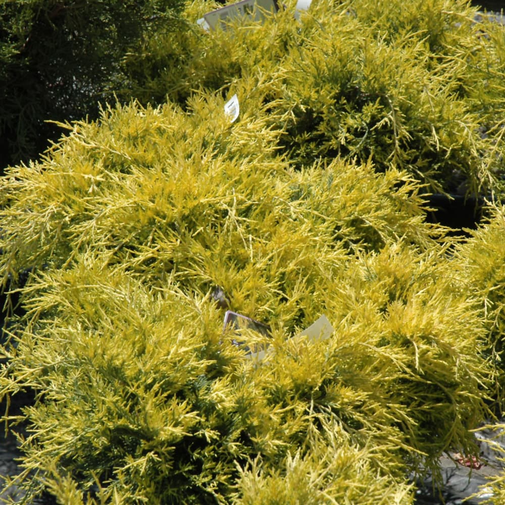 NetPS Plant Finder (www.netpsplantfinder.com)