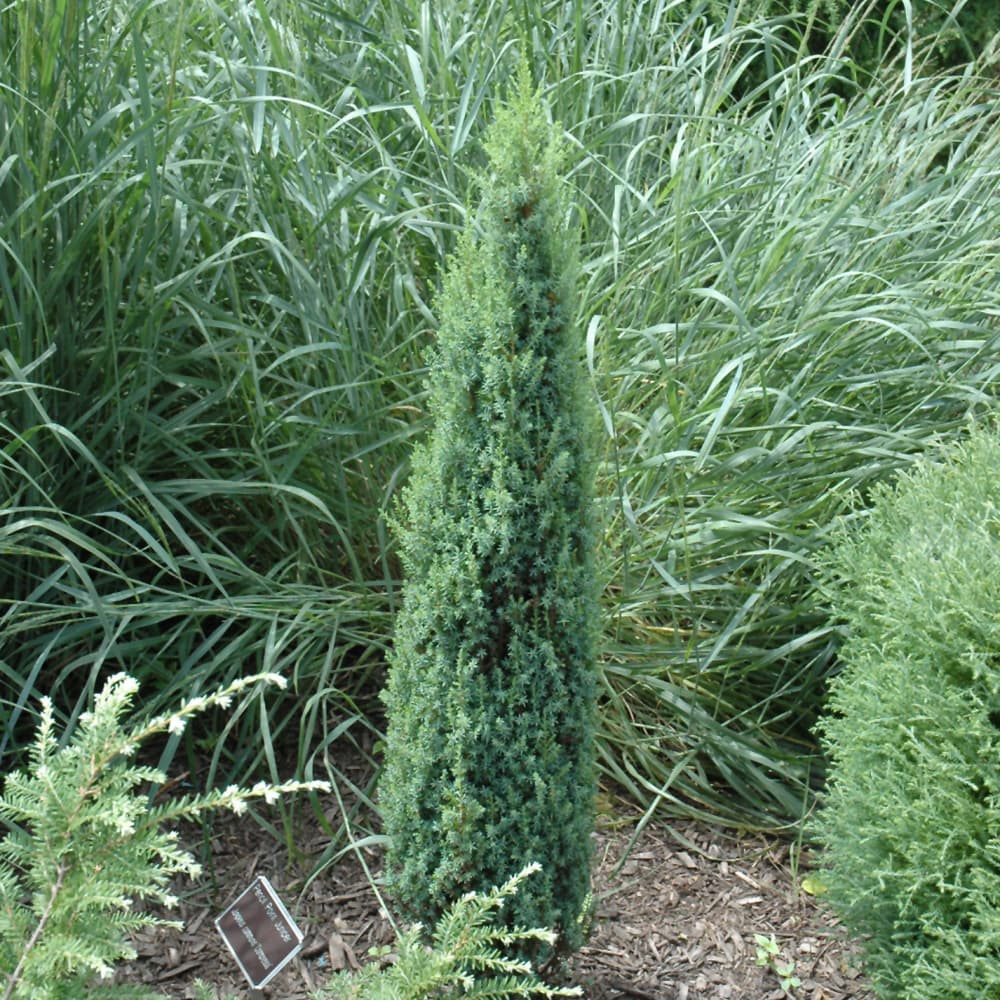 NetPS Plant Finder (www.netpsplantfinder.com)