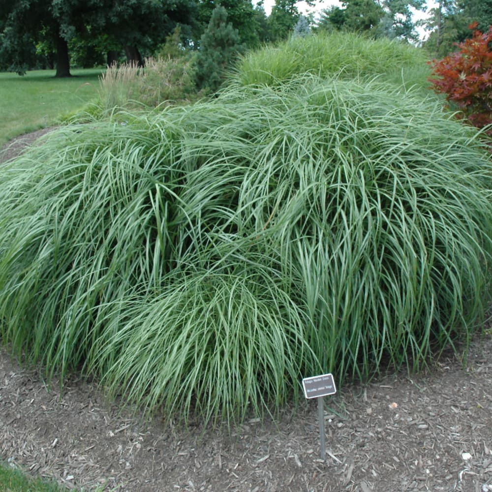 NetPS Plant Finder (www.netpsplantfinder.com)