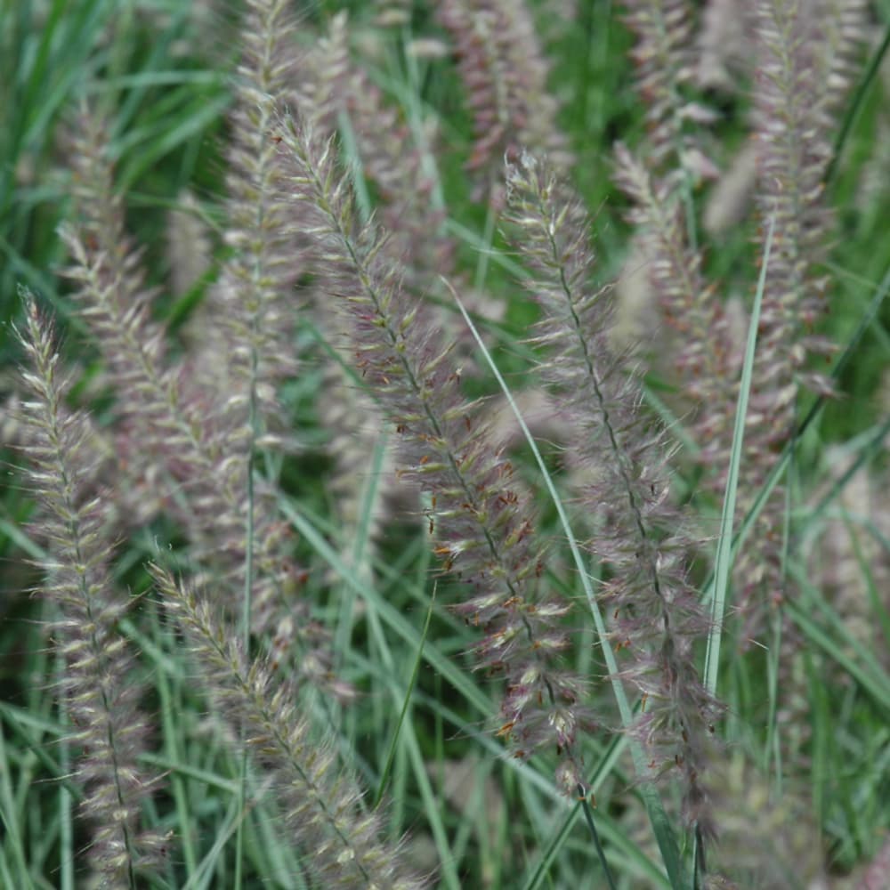 Grass Fountain Karley Rose