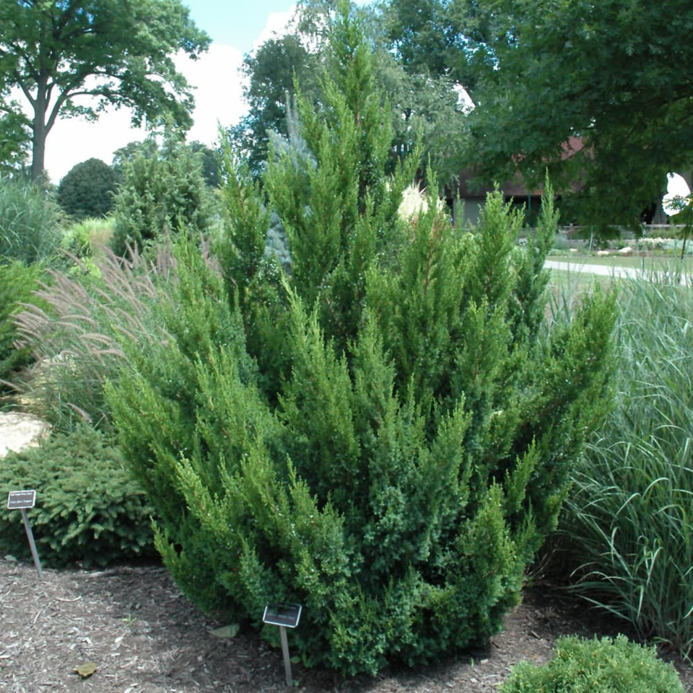 Juniper Hooks