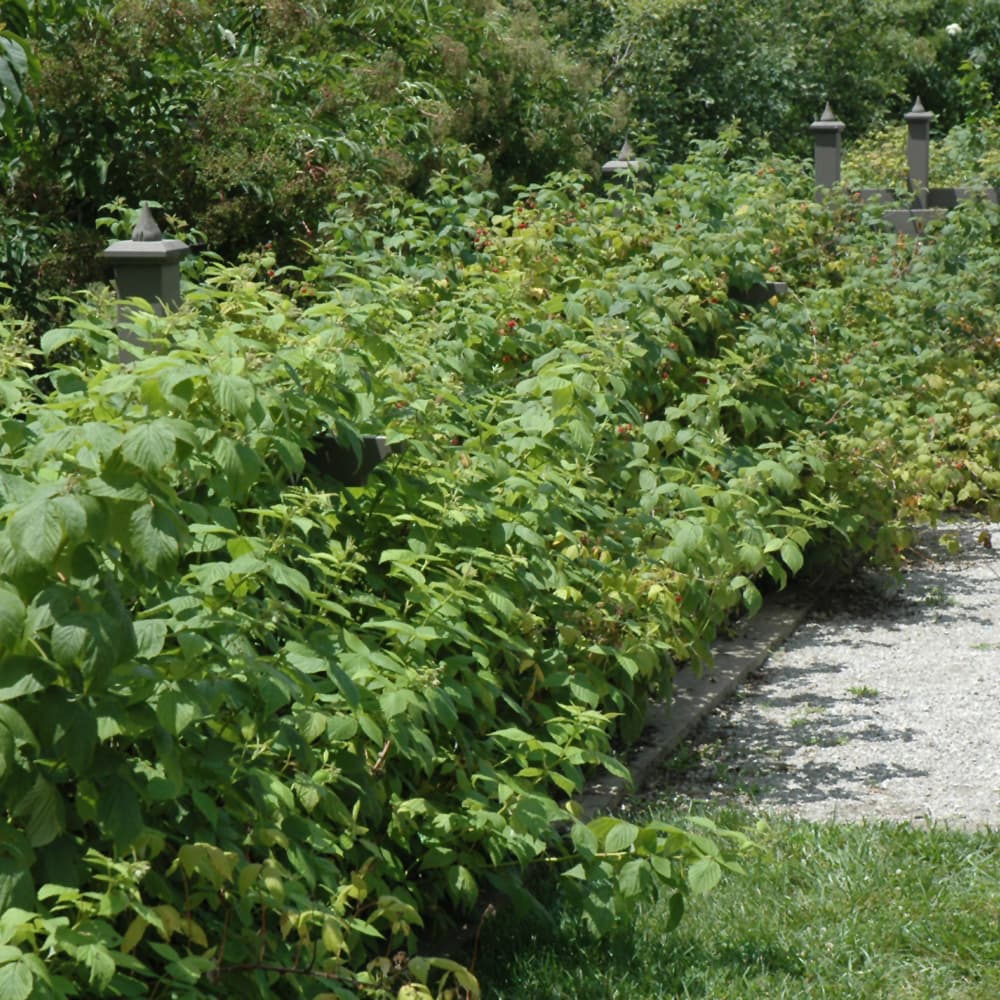 NetPS Plant Finder (www.netpsplantfinder.com)