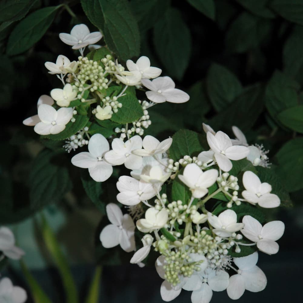 NetPS Plant Finder (www.netpsplantfinder.com)