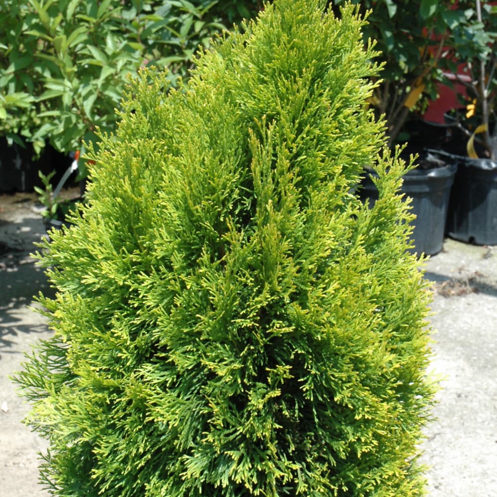Arborvitae Janed Gold