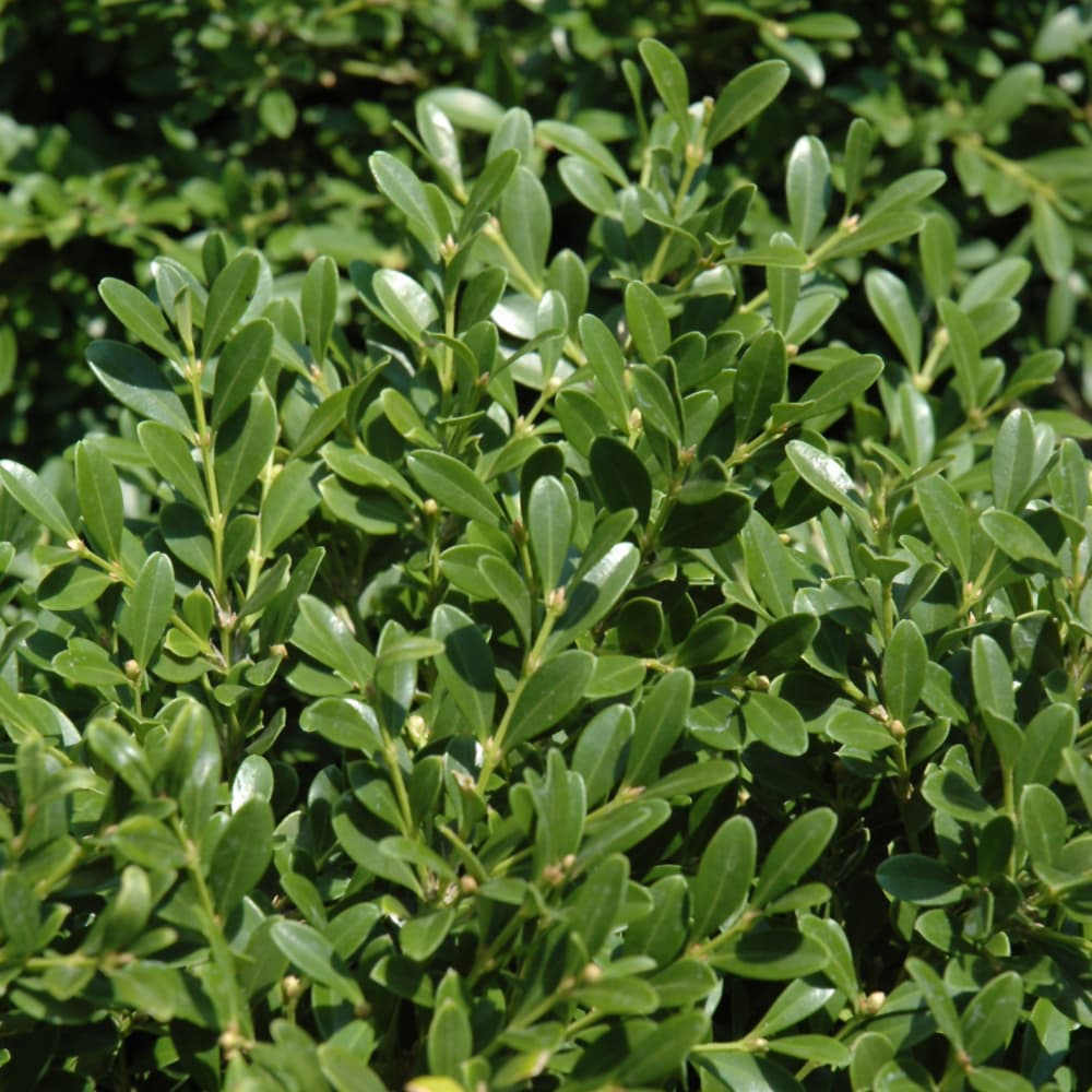 NetPS Plant Finder (www.netpsplantfinder.com)
