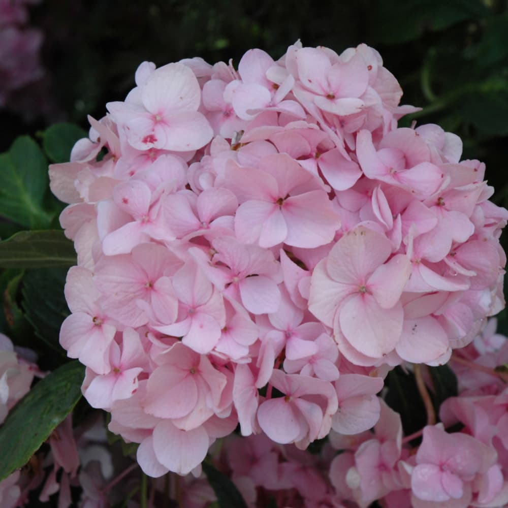 NetPS Plant Finder (www.netpsplantfinder.com)