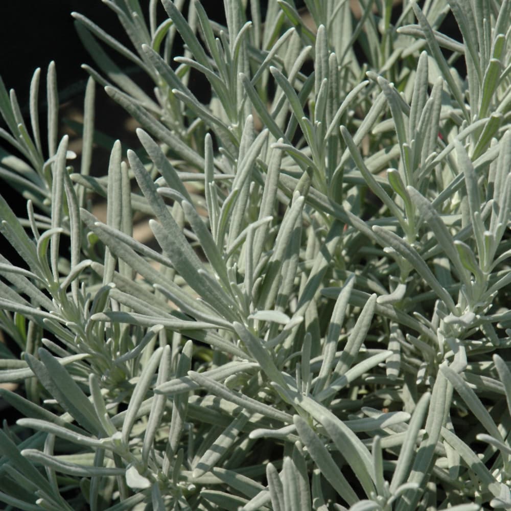 NetPS Plant Finder (www.netpsplantfinder.com)
