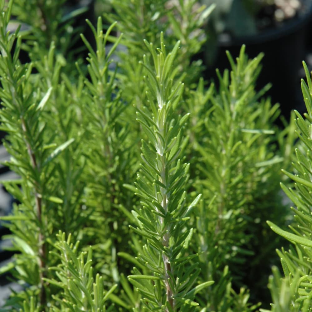 NetPS Plant Finder (www.netpsplantfinder.com)