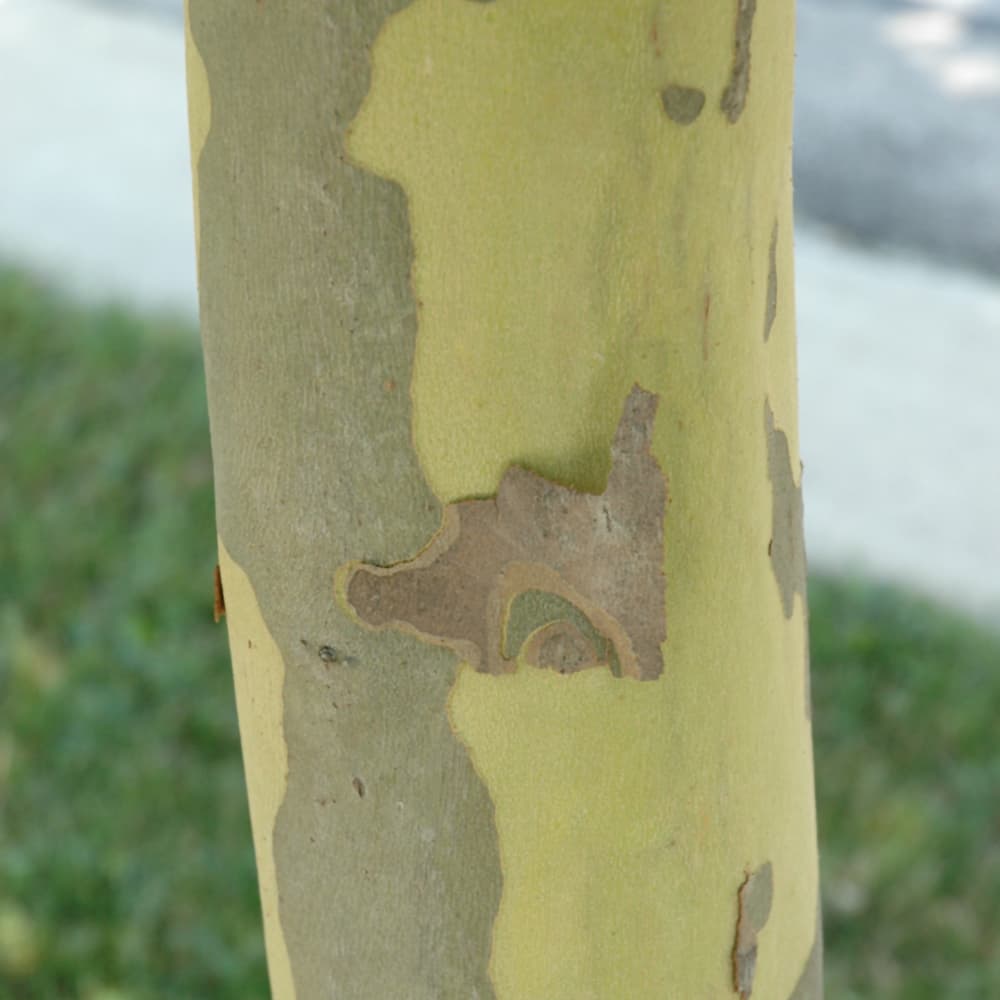 NetPS Plant Finder (www.netpsplantfinder.com)