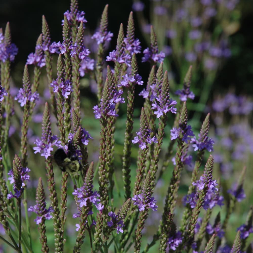 NetPS Plant Finder (www.netpsplantfinder.com)