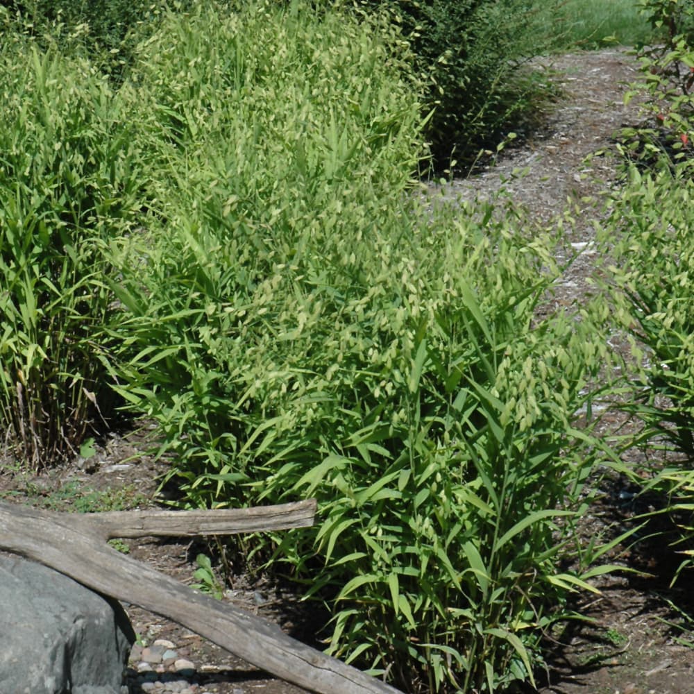 NetPS Plant Finder (www.netpsplantfinder.com)