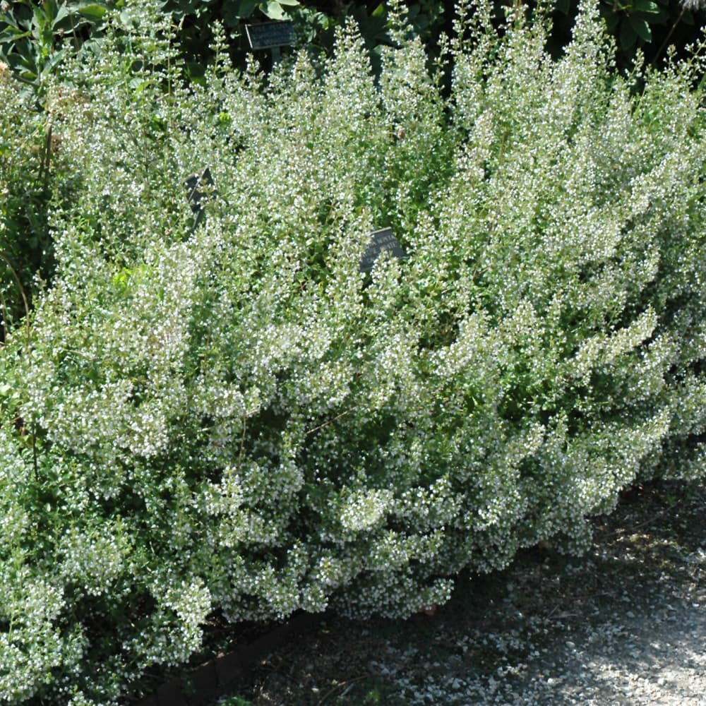 NetPS Plant Finder (www.netpsplantfinder.com)