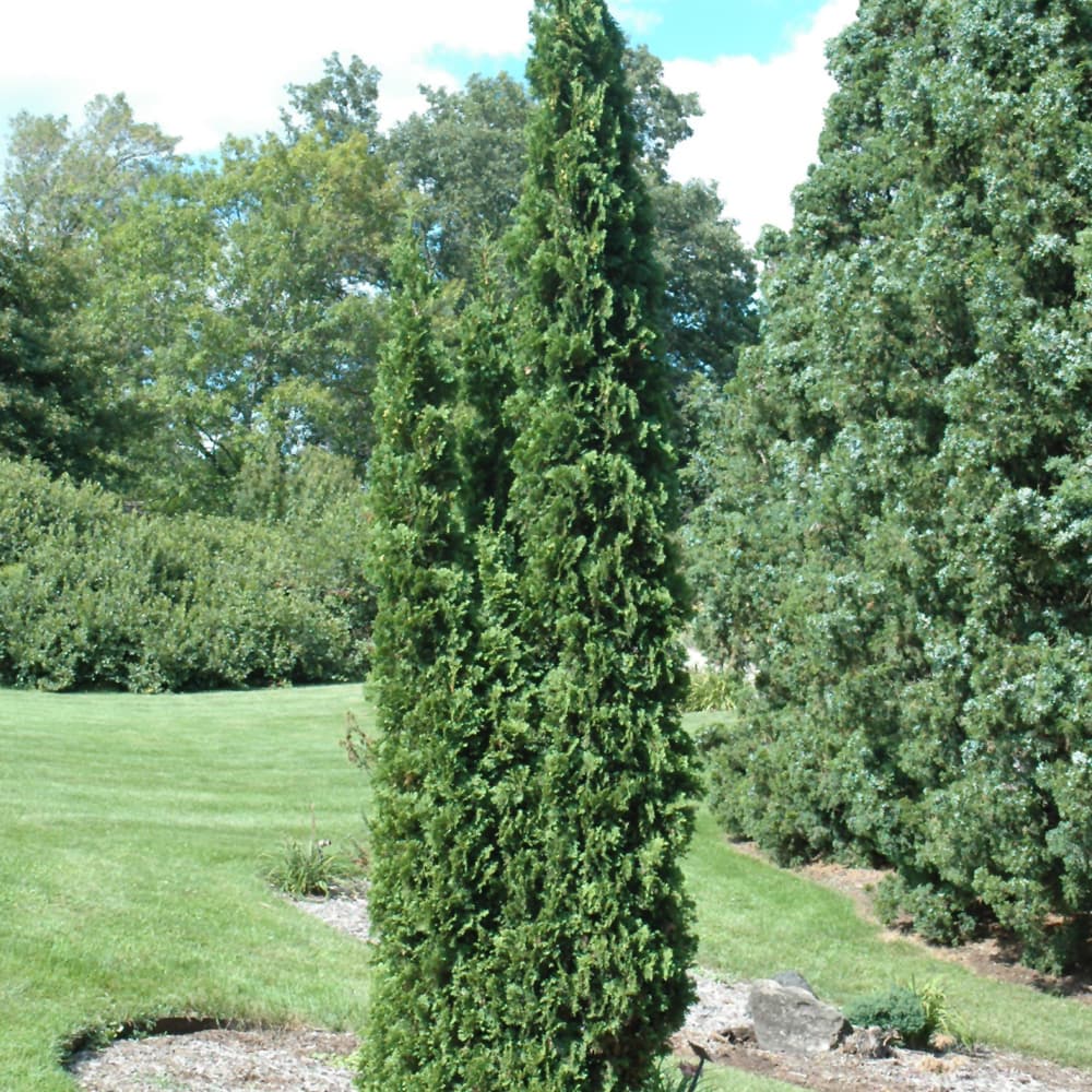 Arborvitae Degroots Spire