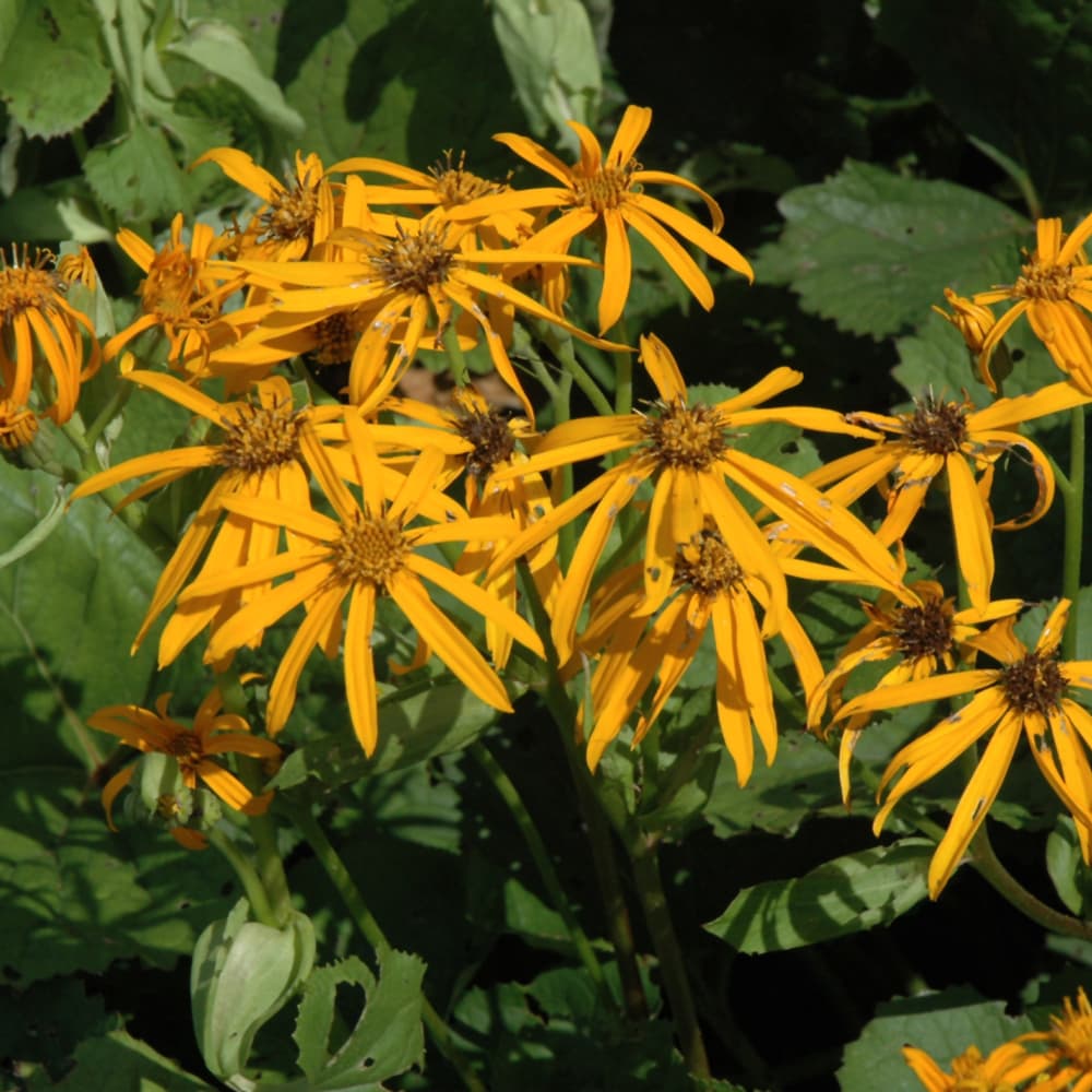 NetPS Plant Finder (www.netpsplantfinder.com)