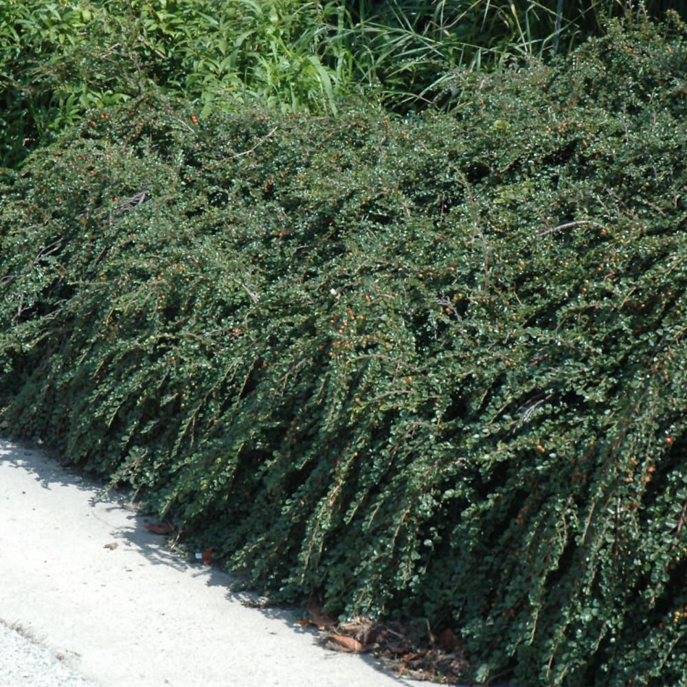 NetPS Plant Finder (www.netpsplantfinder.com)