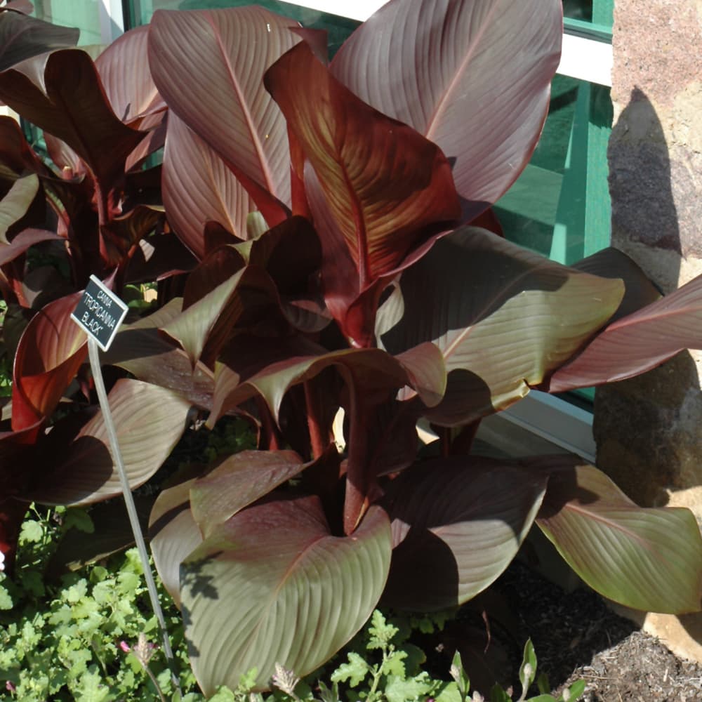 Canna Tropicana Black