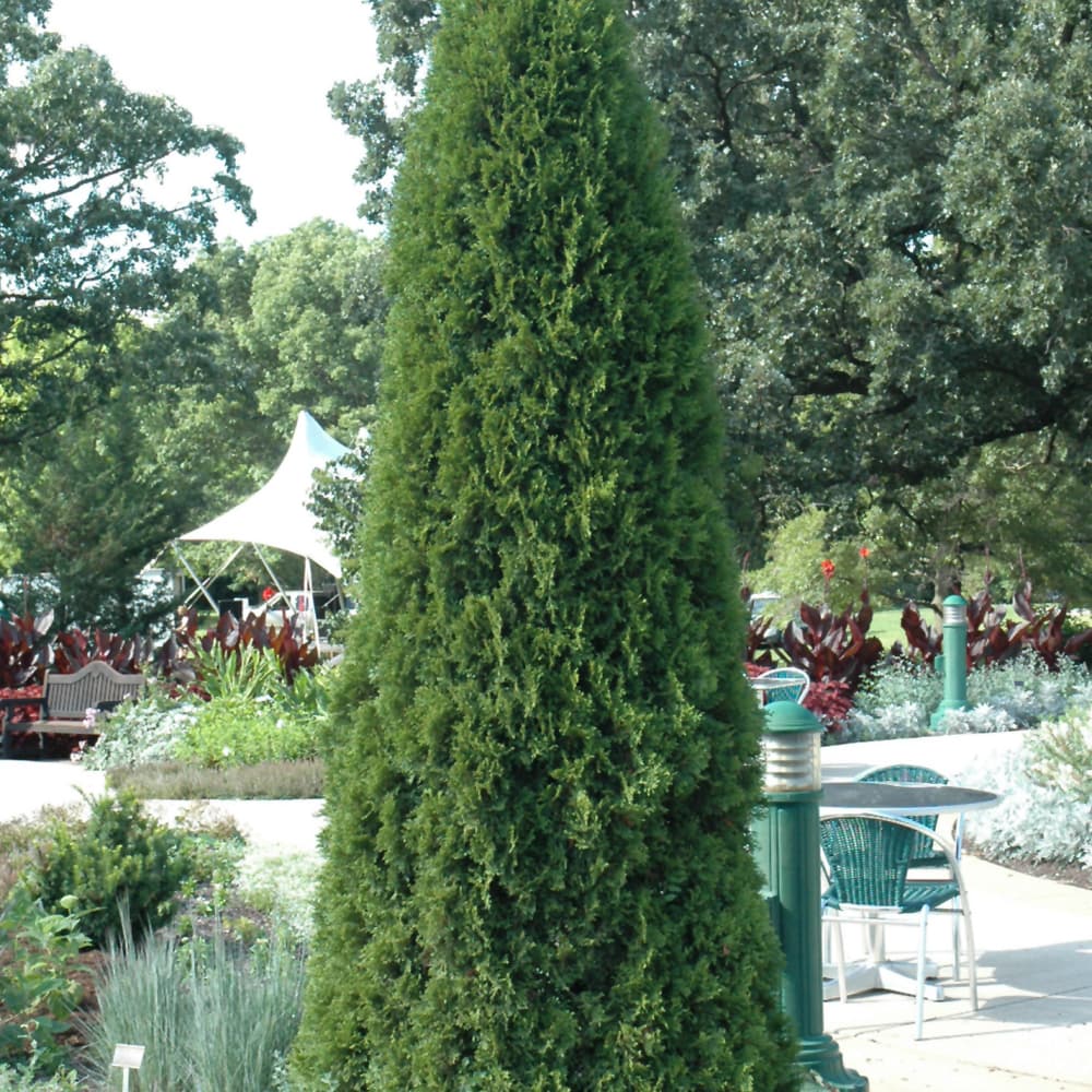 Arborvitae Emerald Green