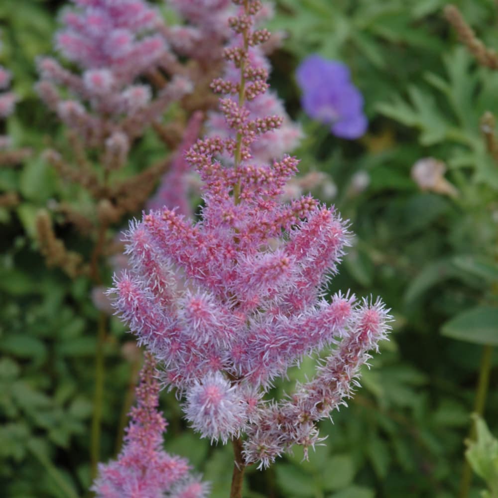 Astilbe Purple Candles
