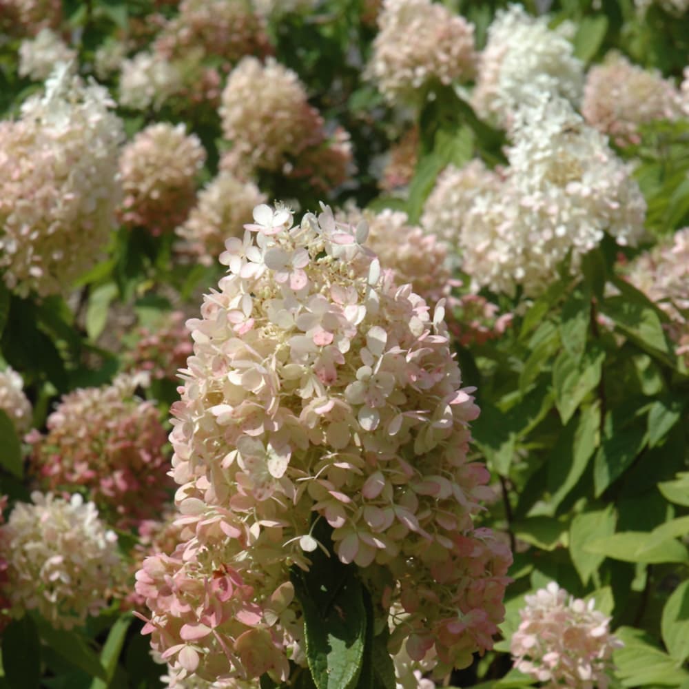NetPS Plant Finder (www.netpsplantfinder.com)