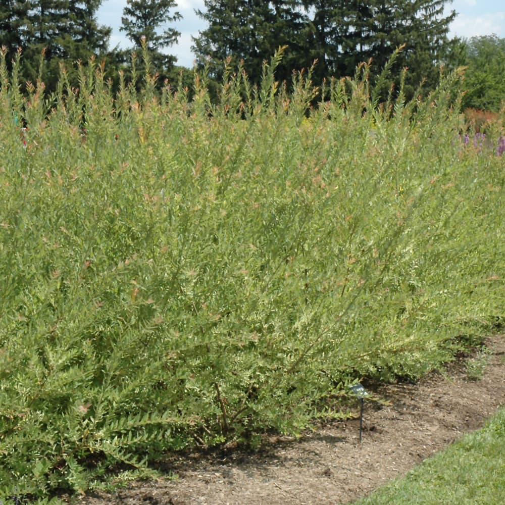 NetPS Plant Finder (www.netpsplantfinder.com)