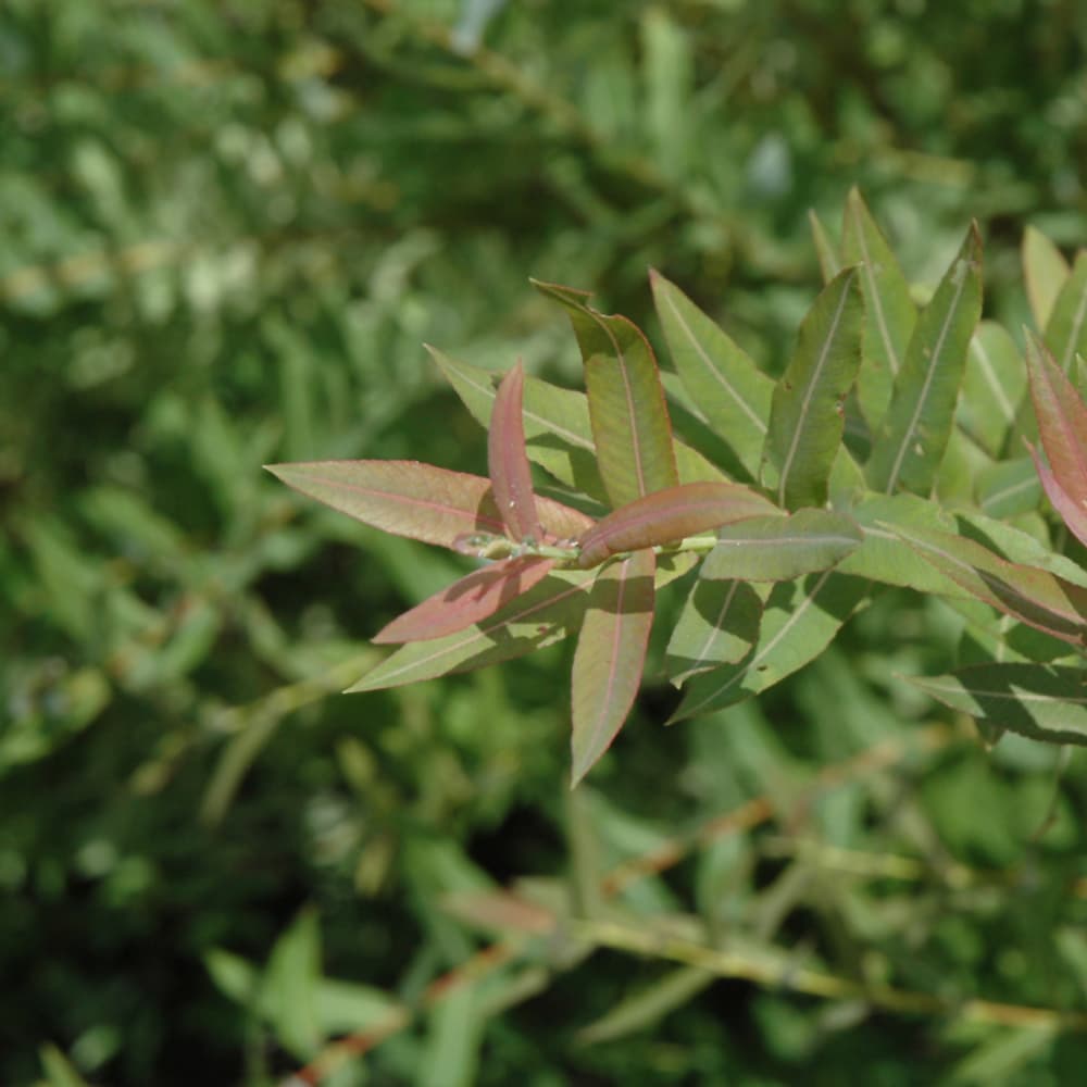 NetPS Plant Finder (www.netpsplantfinder.com)