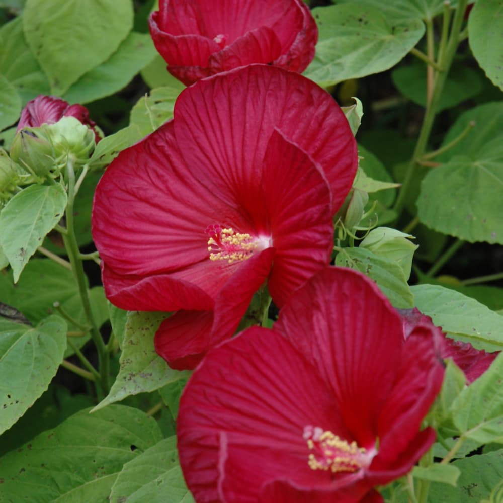 NetPS Plant Finder (www.netpsplantfinder.com)