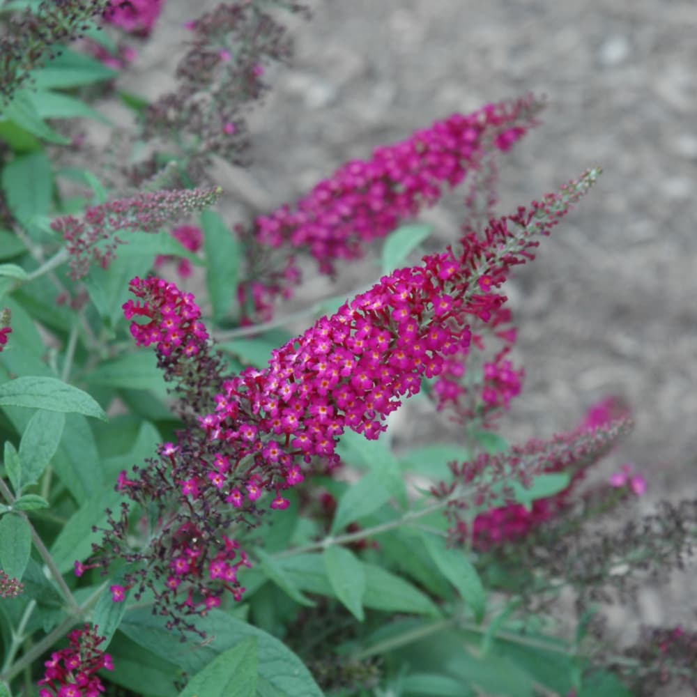 NetPS Plant Finder (www.netpsplantfinder.com)