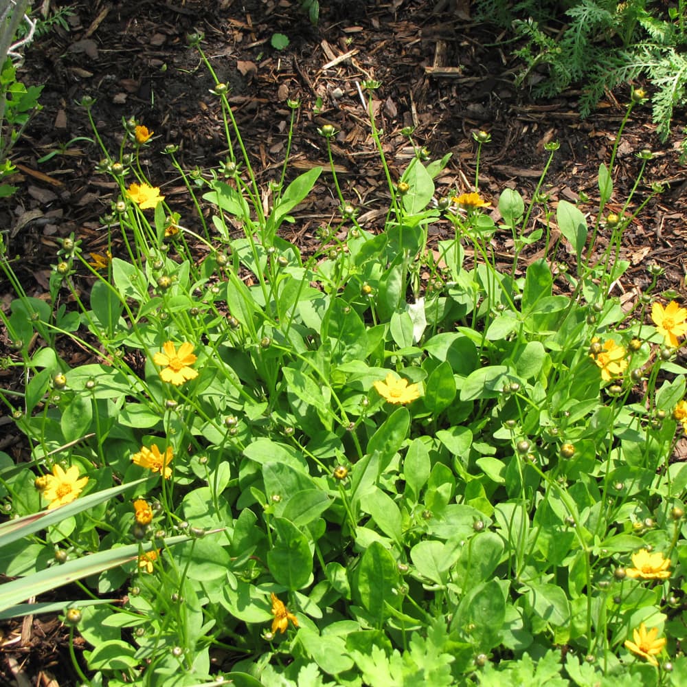 NetPS Plant Finder (www.netpsplantfinder.com)