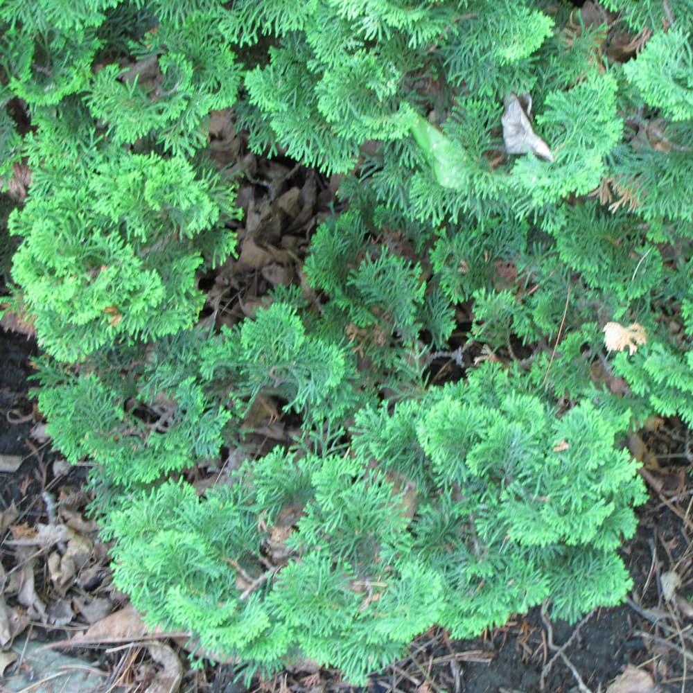 NetPS Plant Finder (www.netpsplantfinder.com)