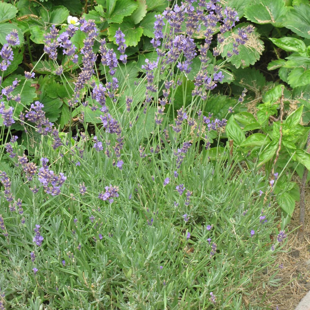 NetPS Plant Finder (www.netpsplantfinder.com)