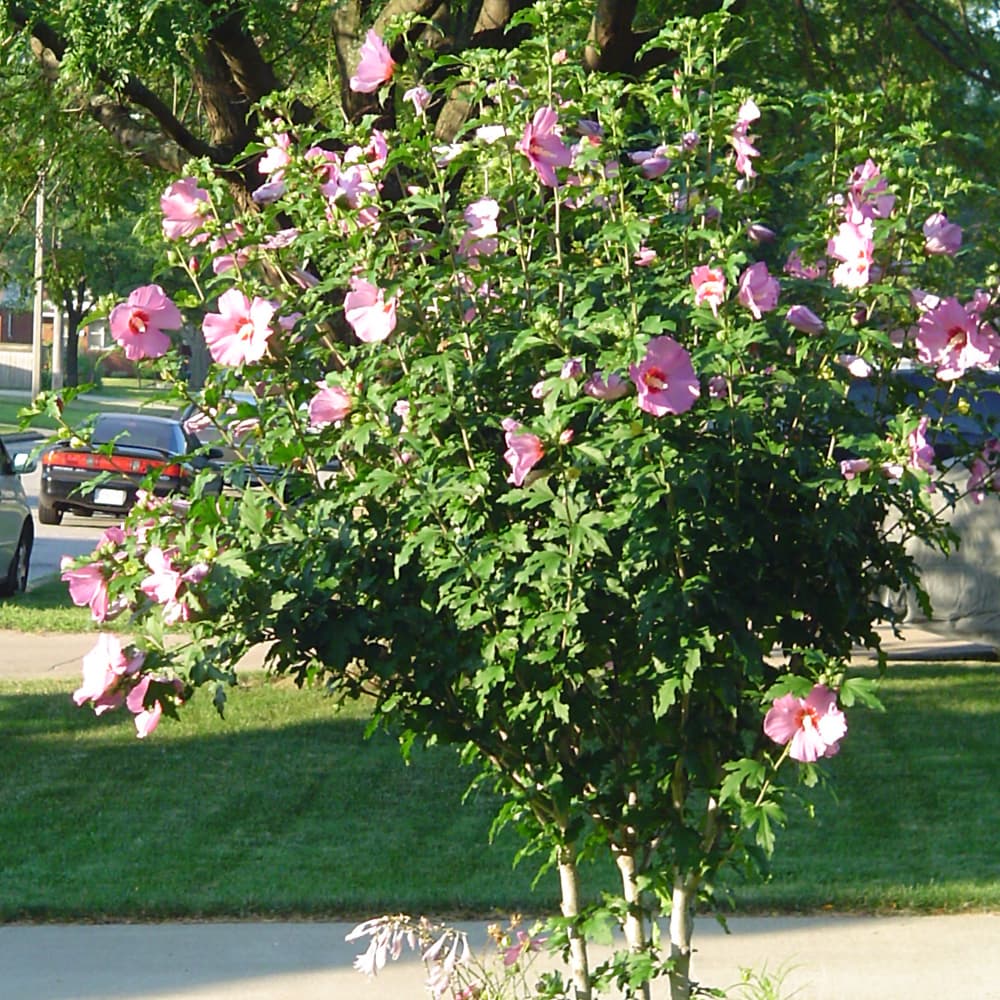 NetPS Plant Finder (www.netpsplantfinder.com)