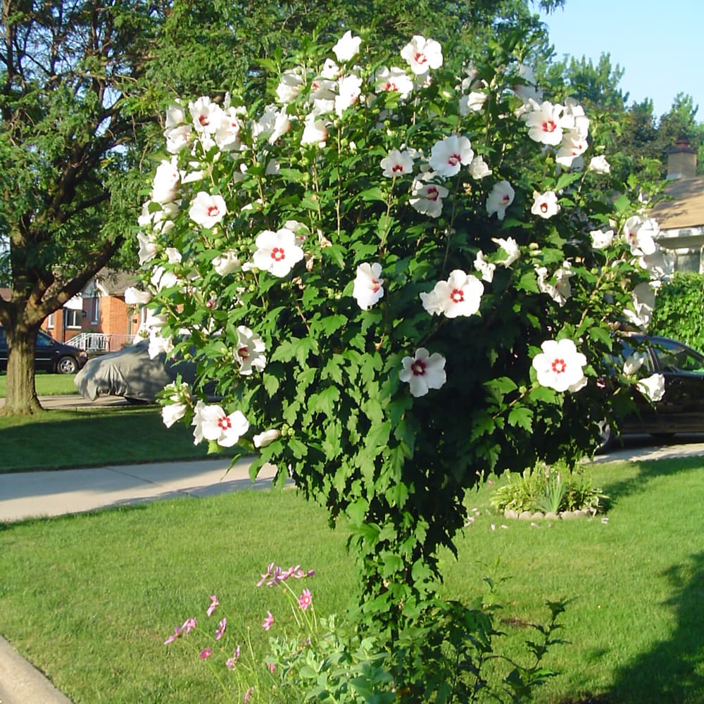 NetPS Plant Finder (www.netpsplantfinder.com)