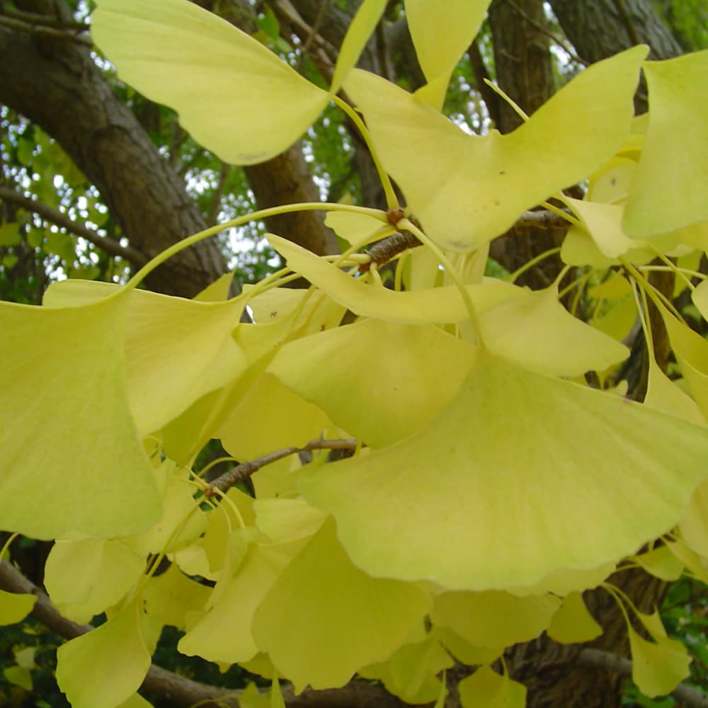 NetPS Plant Finder (www.netpsplantfinder.com)