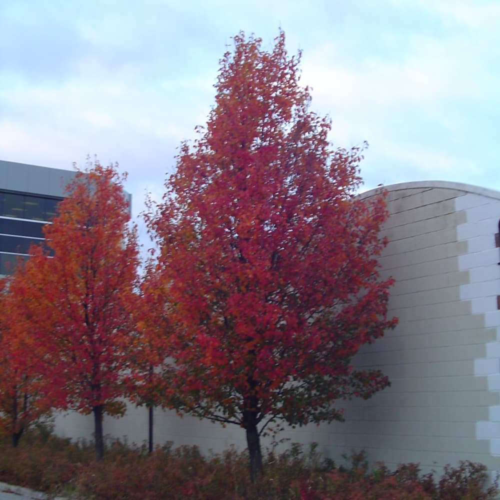 NetPS Plant Finder (www.netpsplantfinder.com)