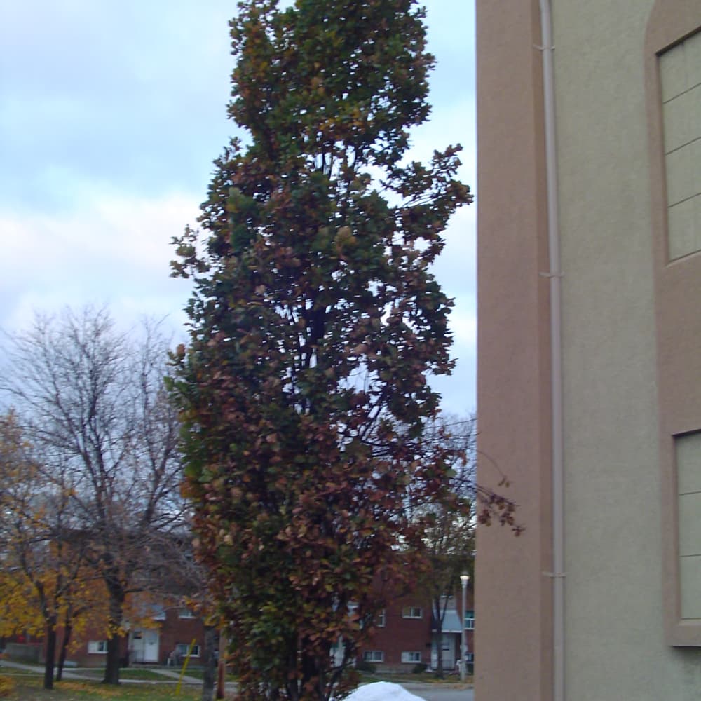 NetPS Plant Finder (www.netpsplantfinder.com)