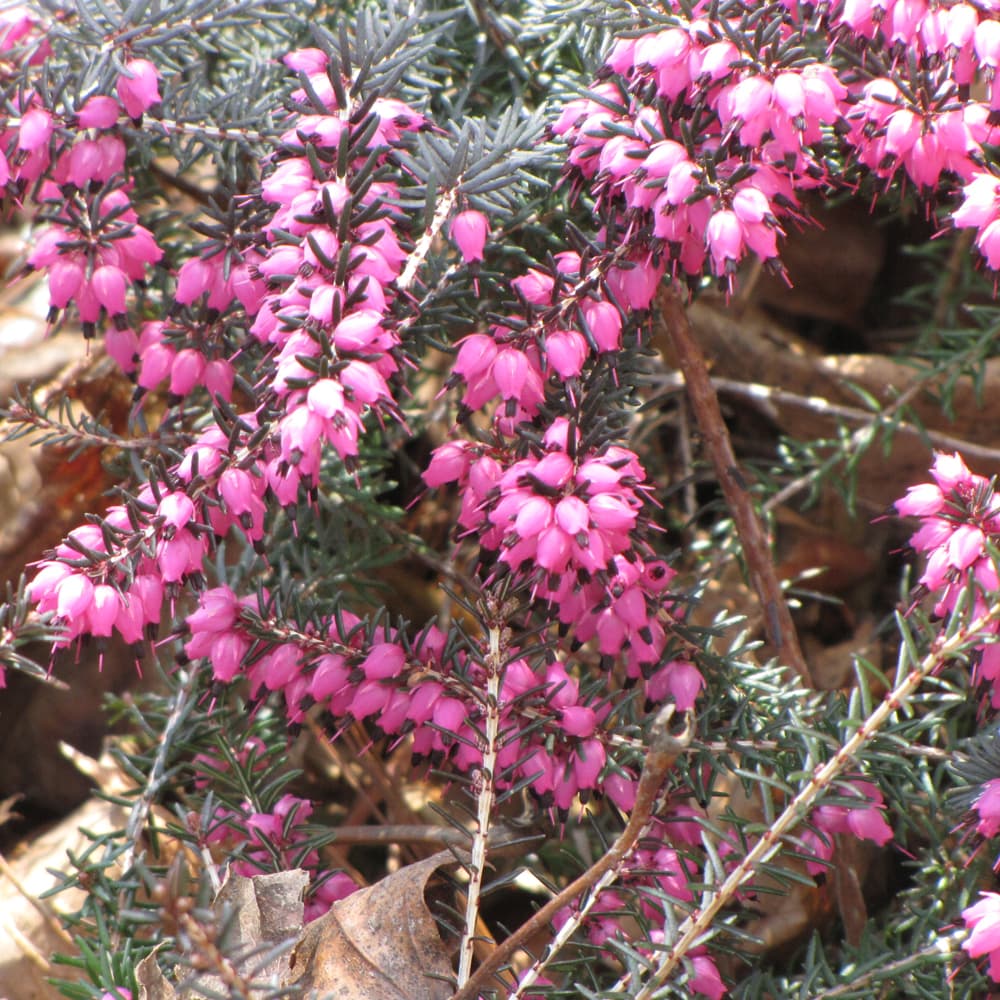 NetPS Plant Finder (www.netpsplantfinder.com)