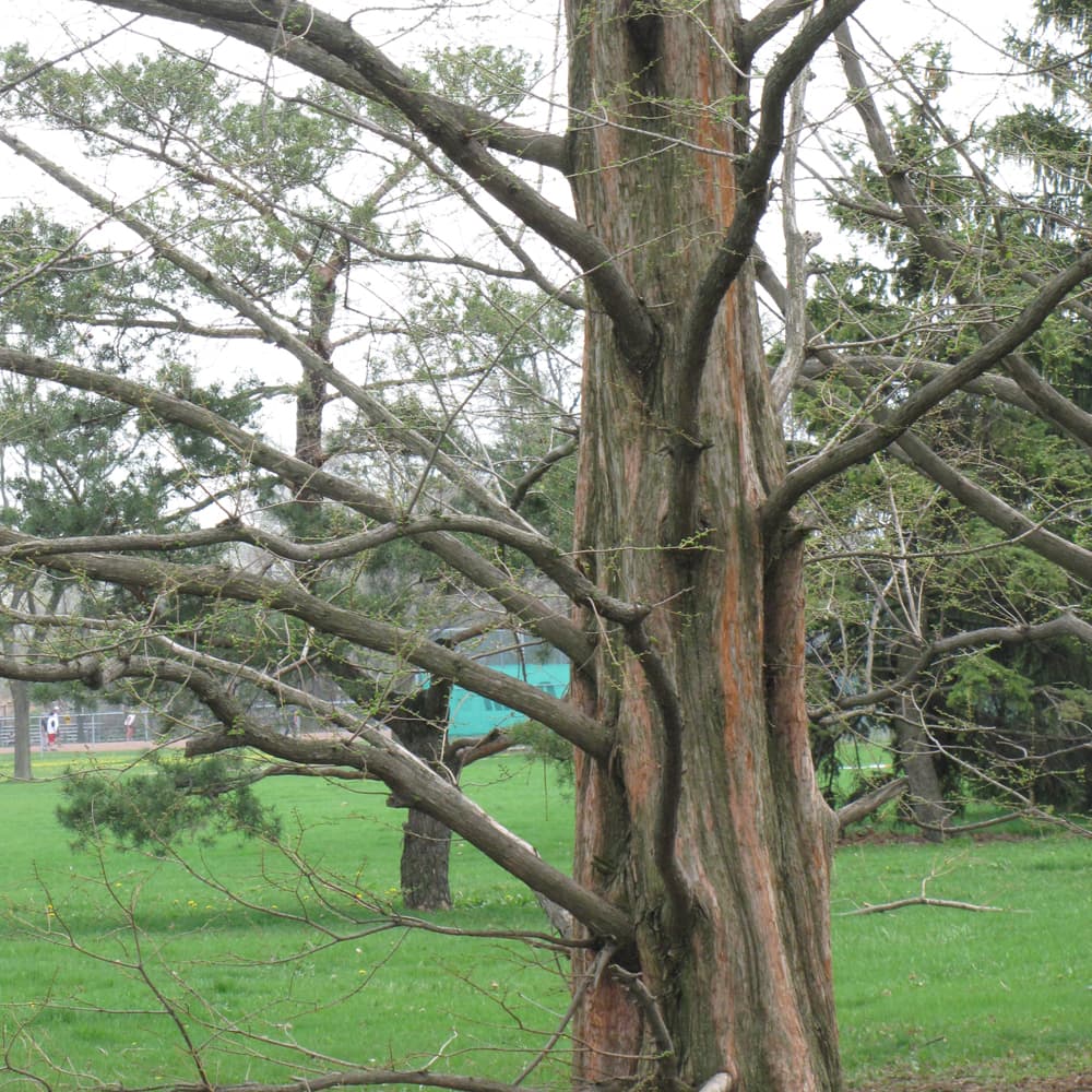 NetPS Plant Finder (www.netpsplantfinder.com)