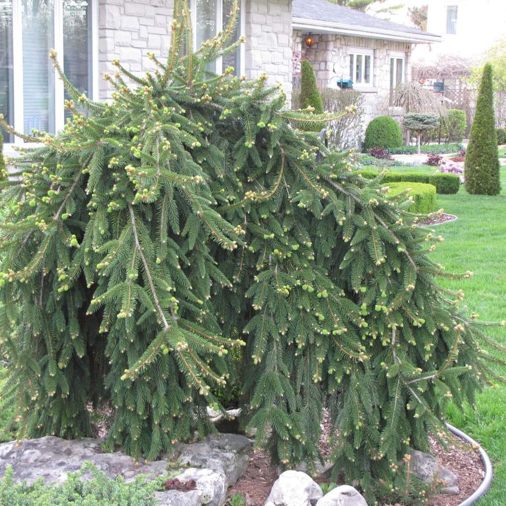 NetPS Plant Finder (www.netpsplantfinder.com)